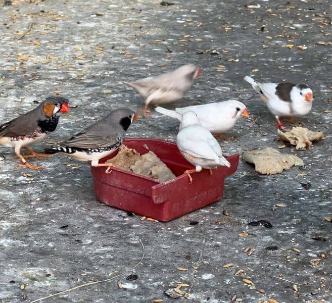 zebra Finch pairs 0