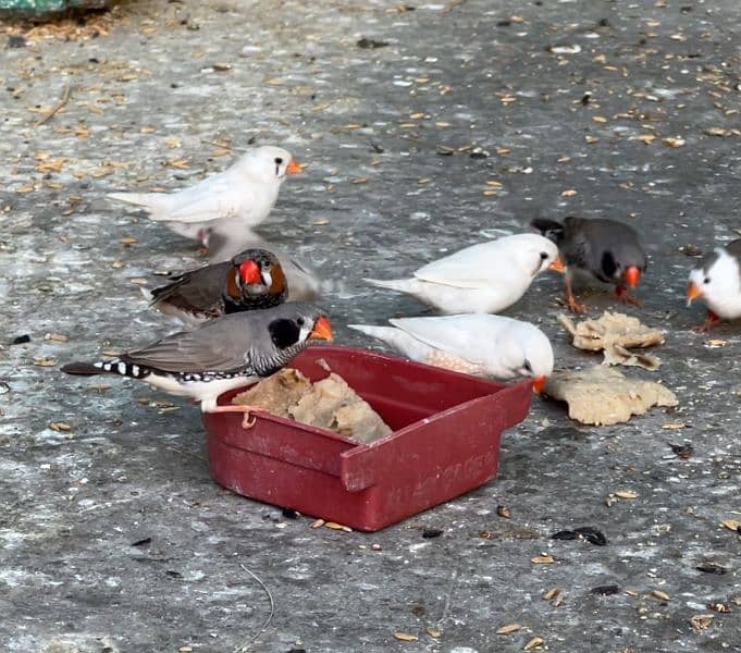 zebra Finch pairs 1