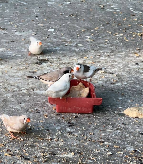 zebra Finch pairs 2