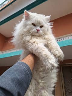 Persian More than Tripple Coat Male Cat