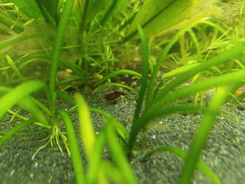 Aquarium Shrimps 2