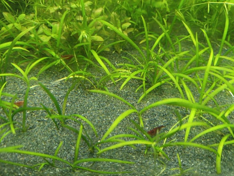 Aquarium Shrimps 3