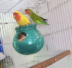 love birds pair