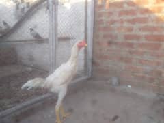 Aseel | Shamoo Aseel | Pure Shamoo | Shamoo Hens For Sale