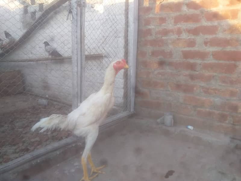 Aseel | Shamoo Aseel | Pure Shamoo | Shamoo Hens For Sale 0