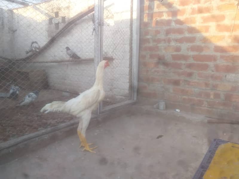 Aseel | Shamoo Aseel | Pure Shamoo | Shamoo Hens For Sale 1