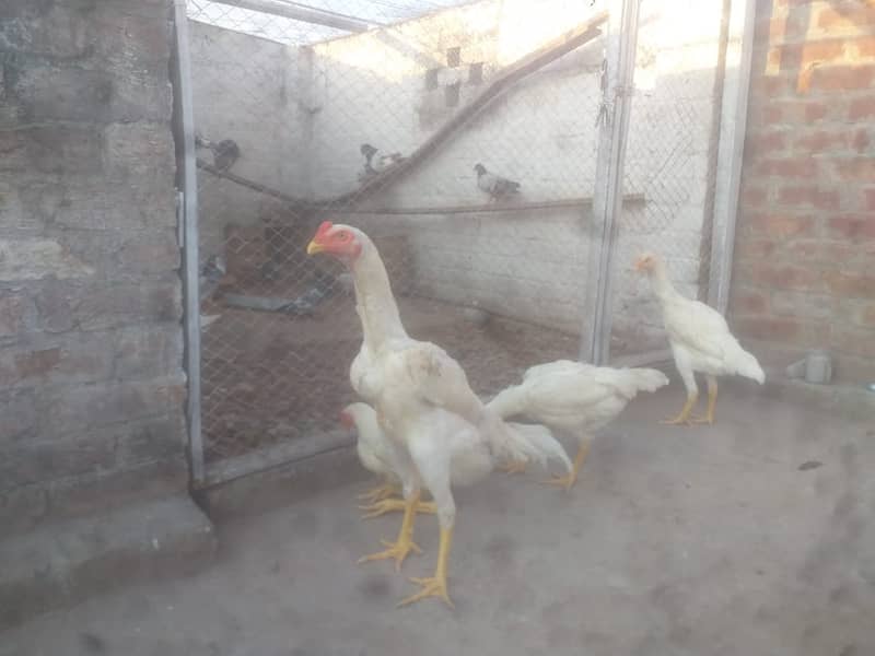 Aseel | Shamoo Aseel | Pure Shamoo | Shamoo Hens For Sale 2