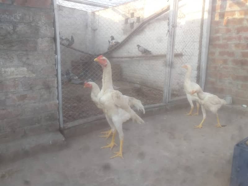 Aseel | Shamoo Aseel | Pure Shamoo | Shamoo Hens For Sale 3