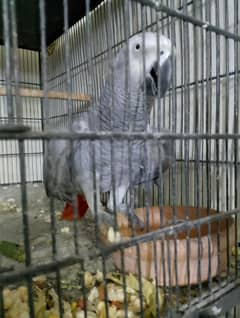 grey parrot hand tame