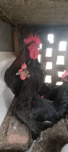 Australorp hens