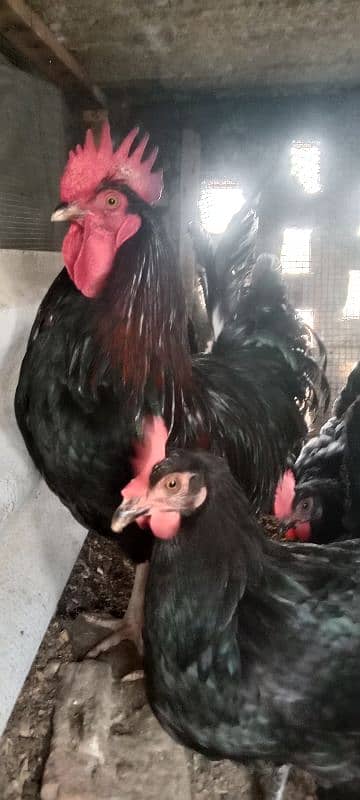 Australorp hens 1