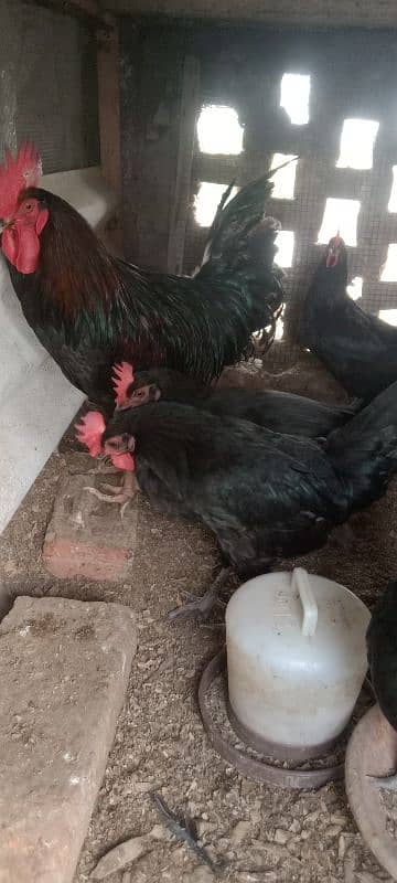 Australorp hens 4