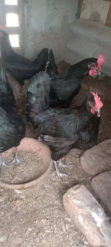 Australorp hens 5