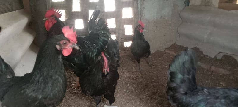 Australorp hens 6