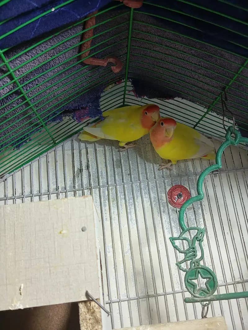 Lovebird /common lutino breeder /Green fisher /Parrots 2