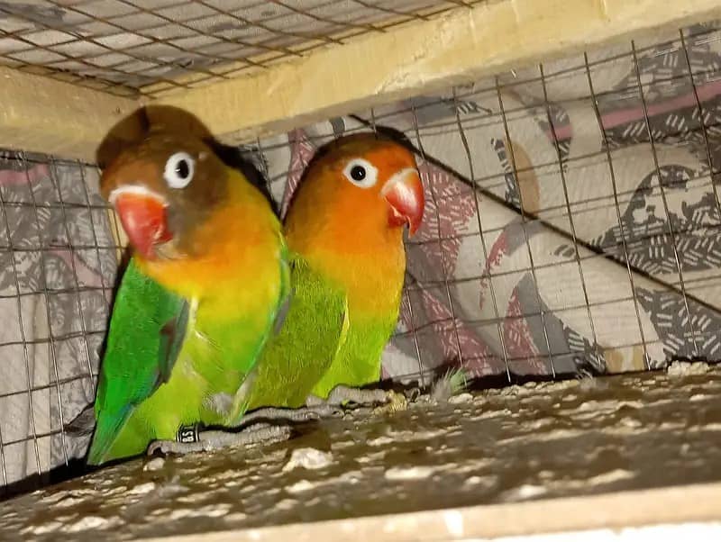 Lovebird /common lutino breeder /Green fisher /Parrots 4