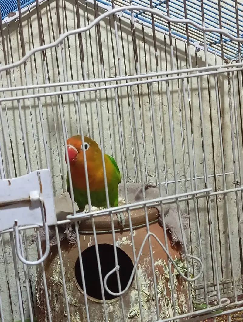 Lovebird /common lutino breeder /Green fisher /Parrots 5