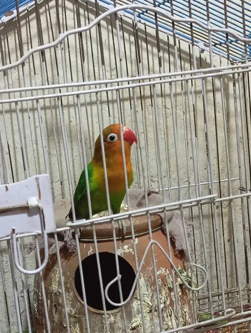 Lovebird /common lutino breeder /Green fisher /Parrots 7