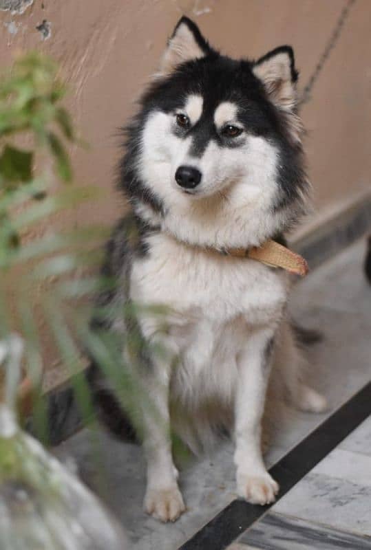 Female Siberian Husky Forsale 4