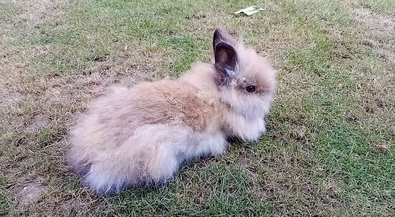 Teddy bear Rabbit Male 0
