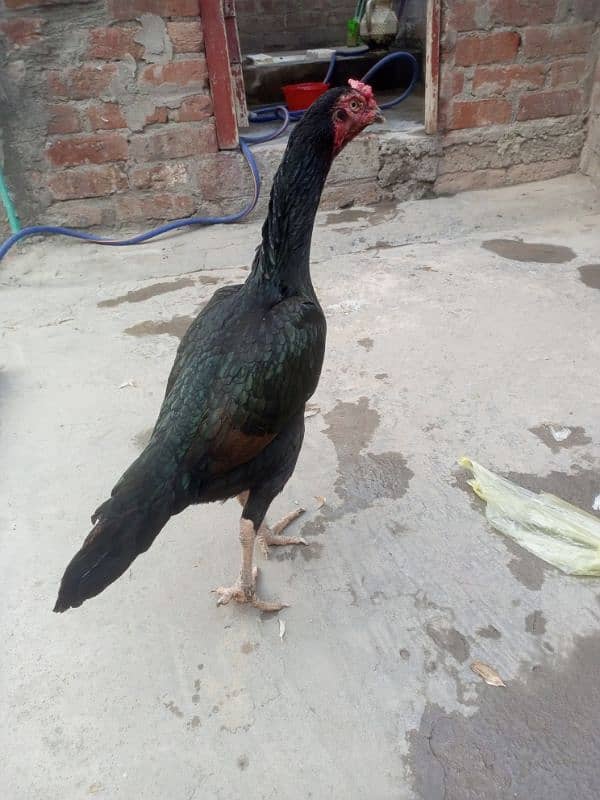 Aseel Amroha Breed 0