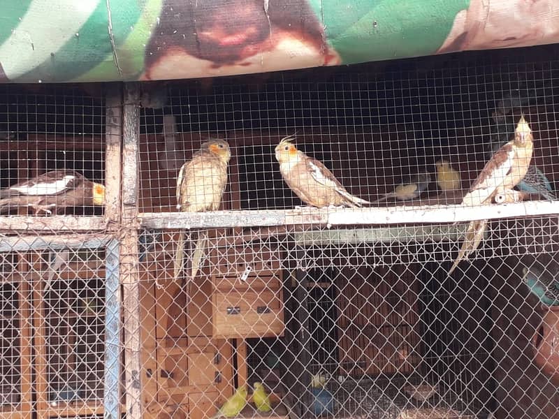 Cockatiel 3 female 1 male 0