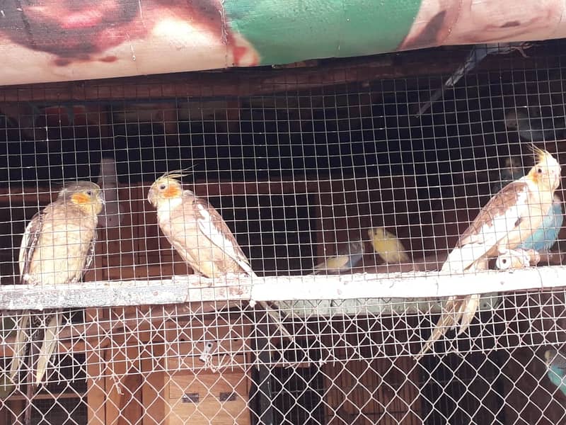 Cockatiel 3 female 1 male 1