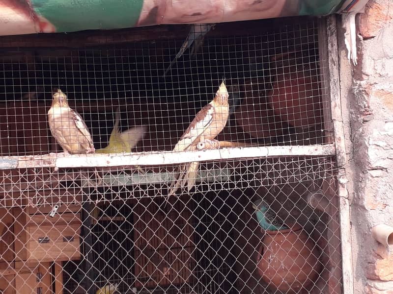 Cockatiel 3 female 1 male 2