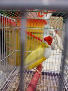 red eye gouldian pair available