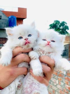 2 Cats 1 month femails baby for sale