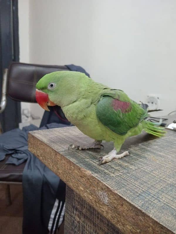 Raw Parrot 0