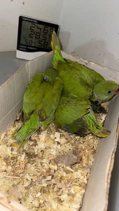 Parrot chicks