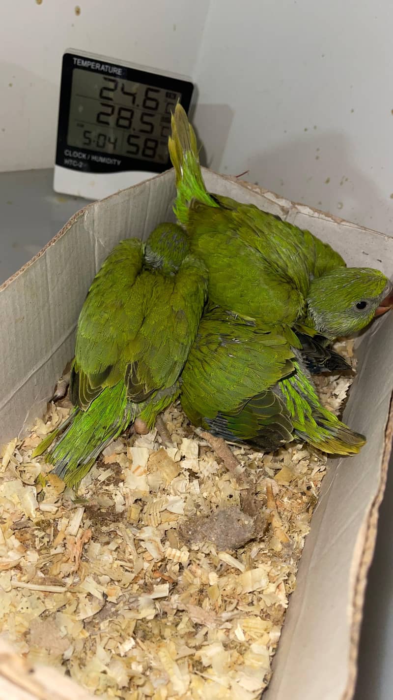 Parrot chicks 0