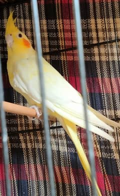 Yellow Cockatiel Femail