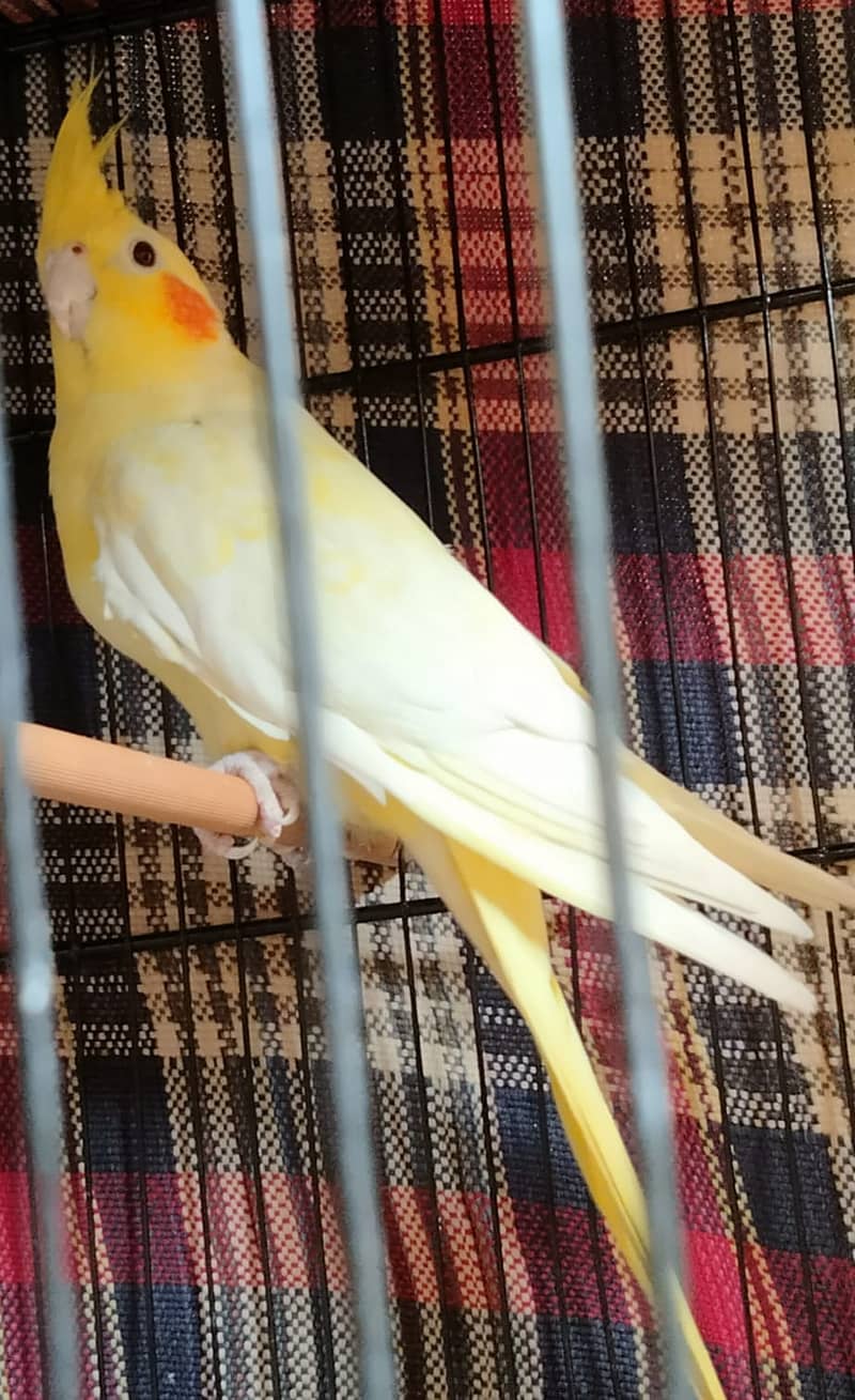 Yellow Cockatiel Femail 0