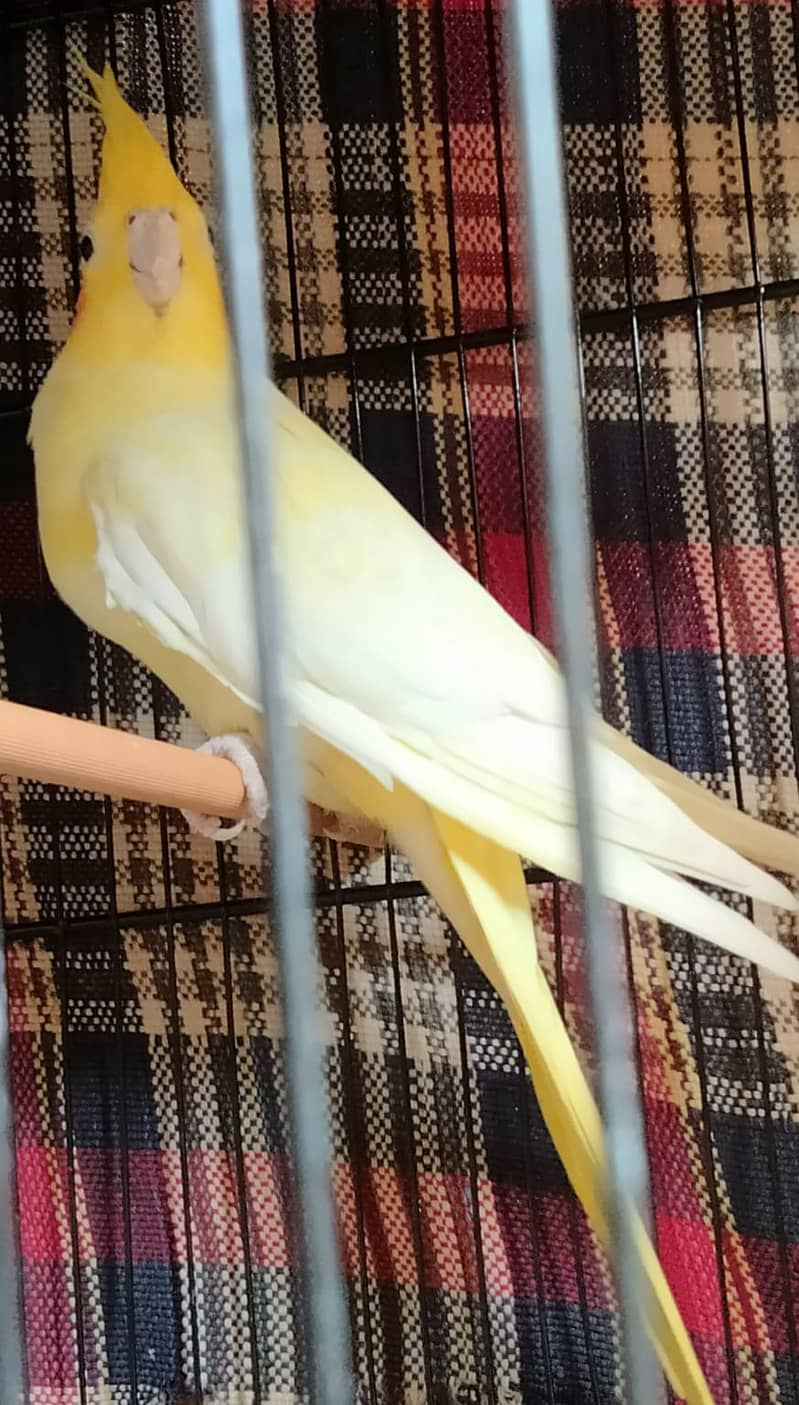 Yellow Cockatiel Femail 1