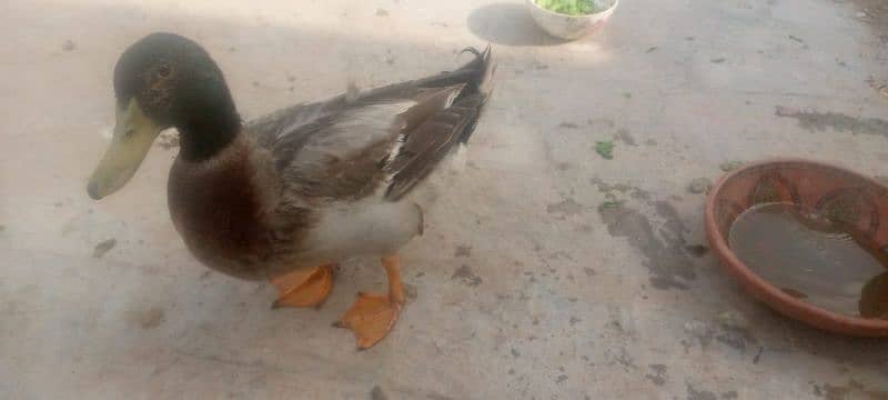 Duck's pair female duck egg be deti hain Ghar ki Ducks hain 0