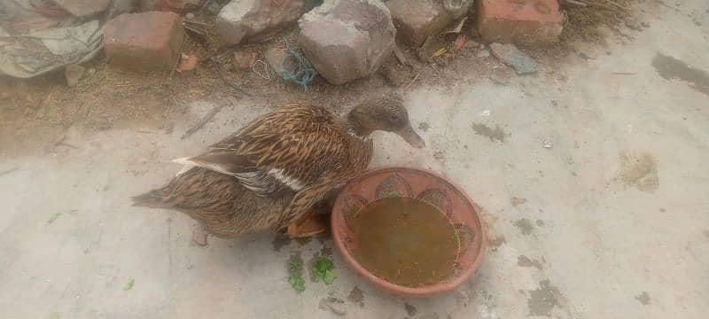 Duck's pair female duck egg be deti hain Ghar ki Ducks hain 1