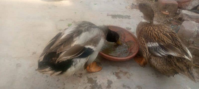 Duck's pair female duck egg be deti hain Ghar ki Ducks hain 2