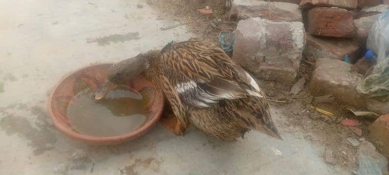 Duck's pair female duck egg be deti hain Ghar ki Ducks hain 3