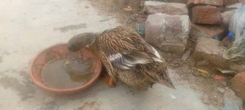 Duck's pair female duck egg be deti hain Ghar ki Ducks hain 4