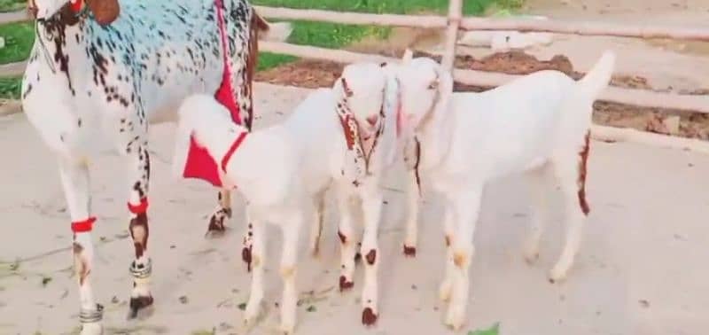 Desi bakri 3 Bacchon Ke Sath For Sale WhatsApp On 0325,9597,057 1