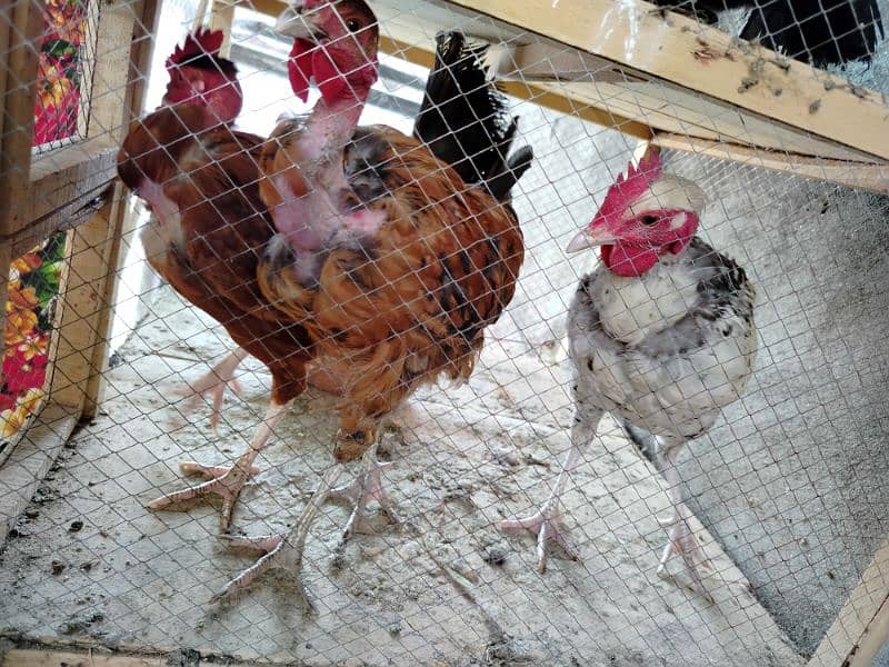 hens for sale 6