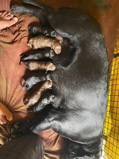 labrador puppy