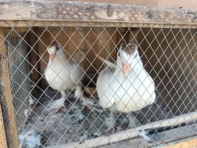 pigeons