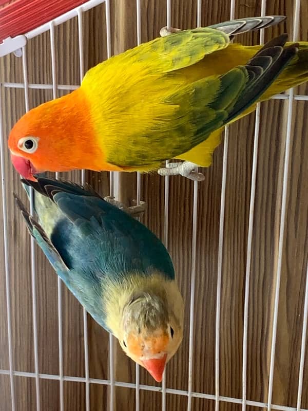 beautiful love birds with cage / Urgent sale 3