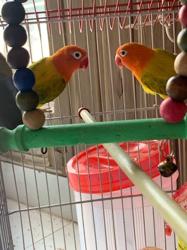 beautiful love birds with cage / Urgent sale 4