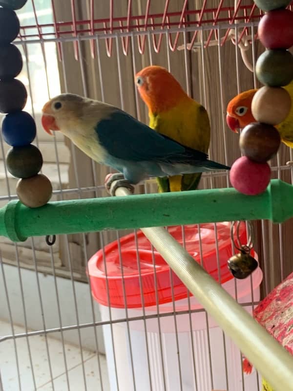 beautiful love birds with cage / Urgent sale 5