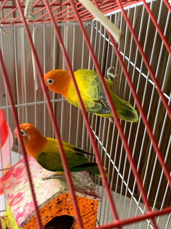 beautiful love birds with cage / Urgent sale 6