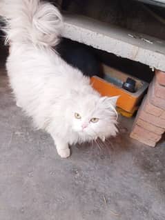 pure Persian 3 coated female cat